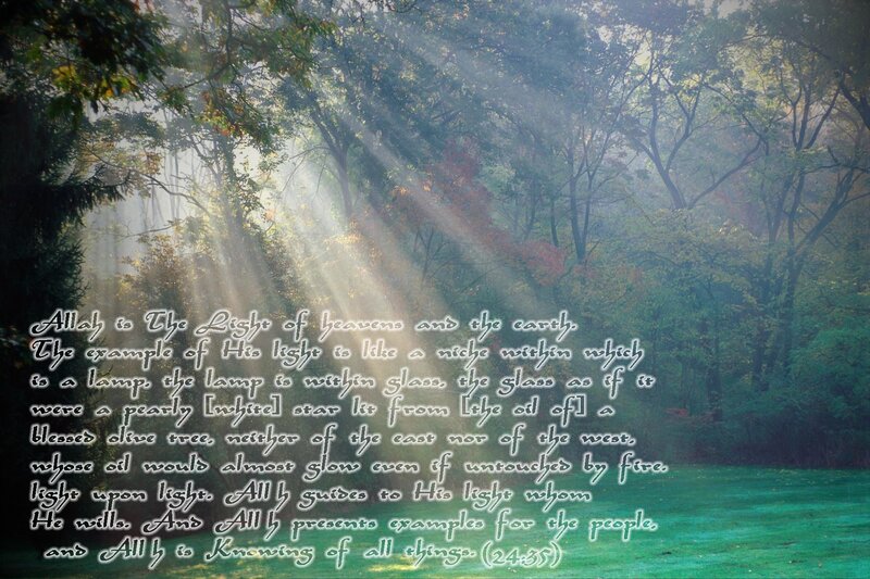 Sunlight through forest