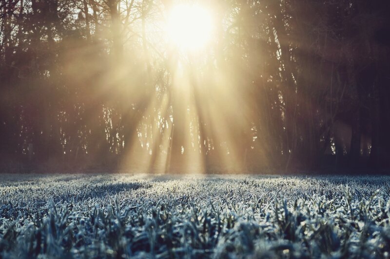 Sunlight through forest at dawn