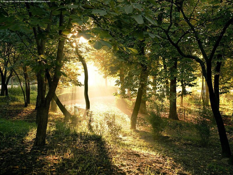 Sunlight Through Forest — Bench