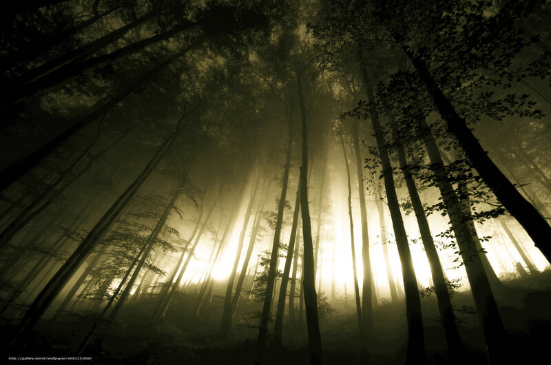 Sunlight Through Forest — Black, Dramatic, Morning, Photograph