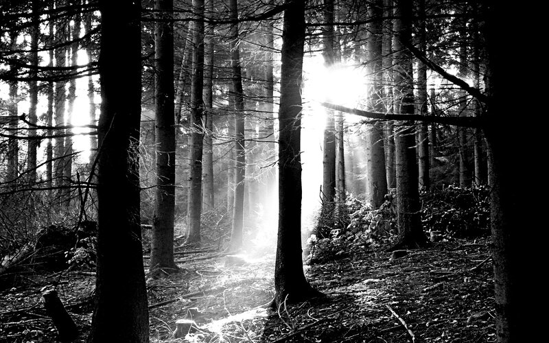 Sunlight Through Forest — Black, Dramatic, Morning, Photograph, Trees, Forest Floor, White