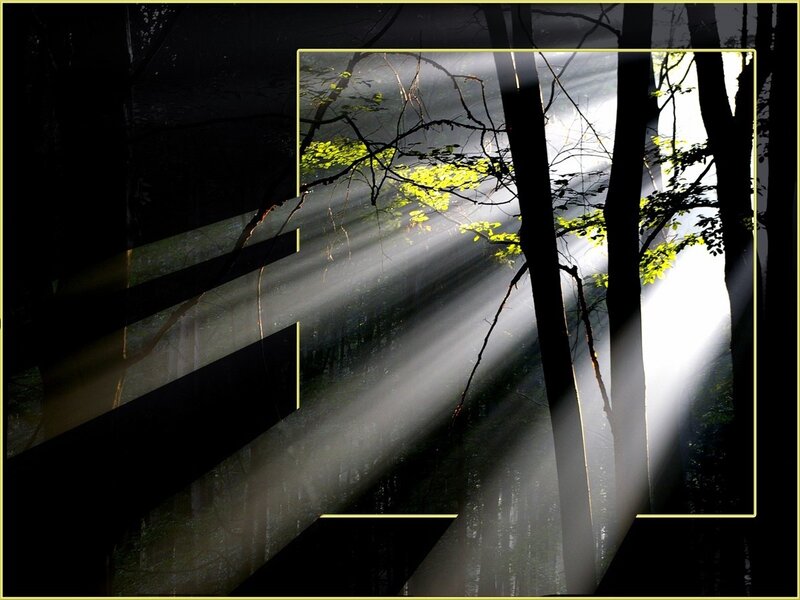 Sunlight Through Forest — Black, Dramatic, Morning, Photograph, Trees, Light Beams