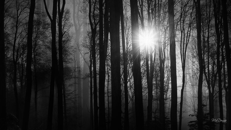 Sunlight Through Forest — Black, Dramatic, Morning