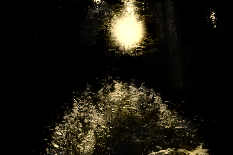 Sunlight Through Forest — Black, Dramatic, Night