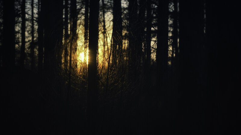 Sunlight Through Forest — Black, Dramatic, Sunset, Photograph, Trees