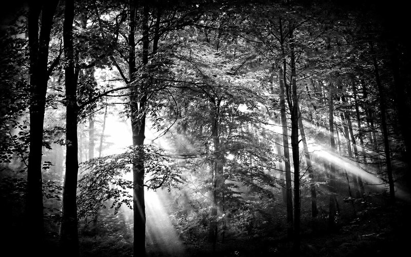 Sunlight Through Forest — Black, Dramatic