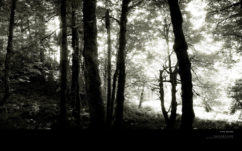 Sunlight Through Forest — Black, Serene, Morning, Photograph