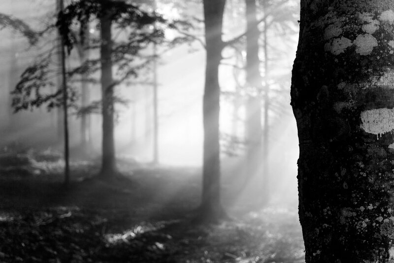 Sunlight Through Forest — Black, Serene, Morning, Photograph, Trees, Fog, Sunbeams
