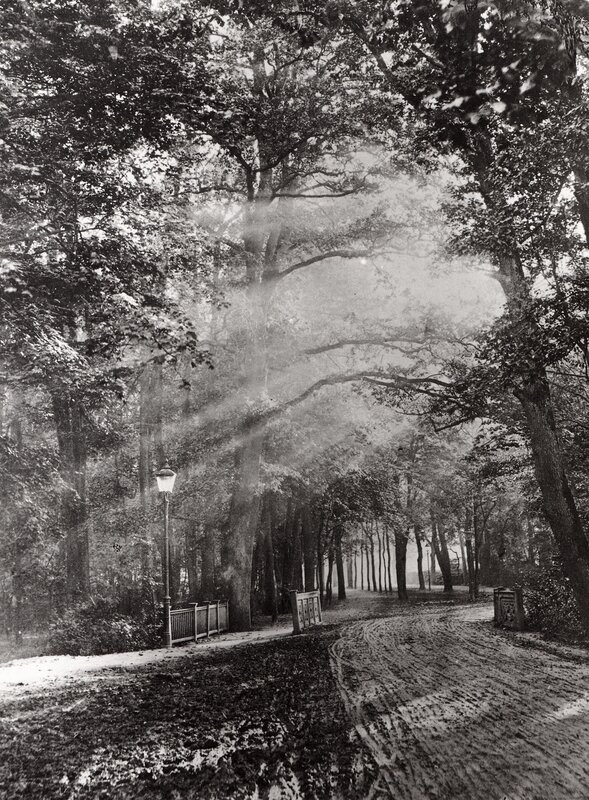 Sunlight Through Forest — Black, Serene, Morning, Photograph, Trees, Path