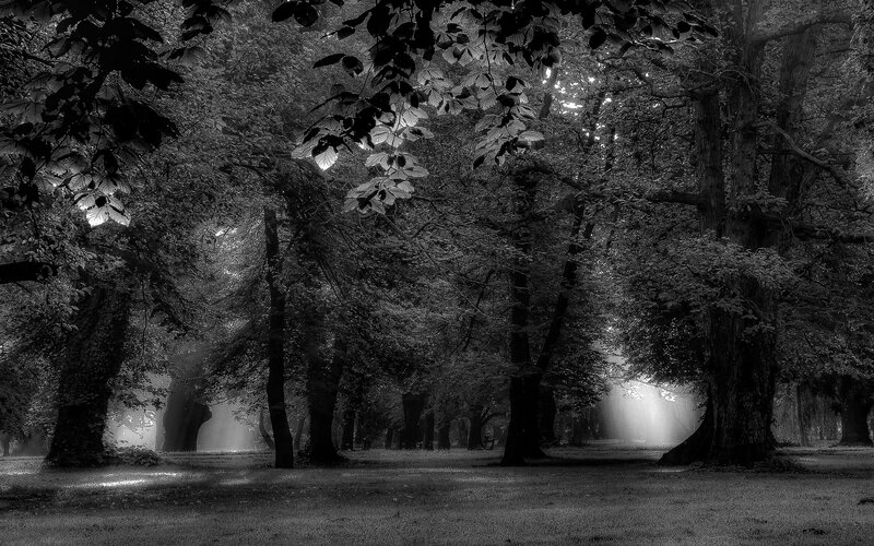 Sunlight Through Forest — Black, Serene, Morning, Photograph, Trees