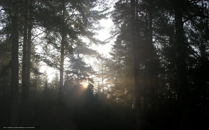 Sunlight Through Forest — Black, Serene, Sunrise