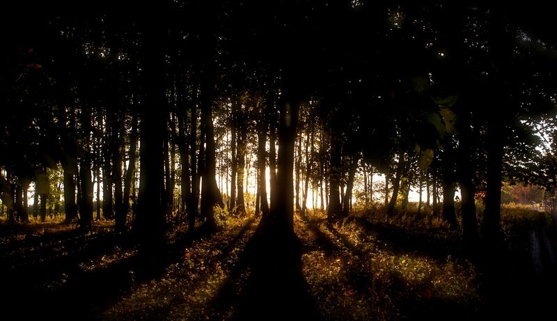 Sunlight Through Forest — Black, Serene, Sunset