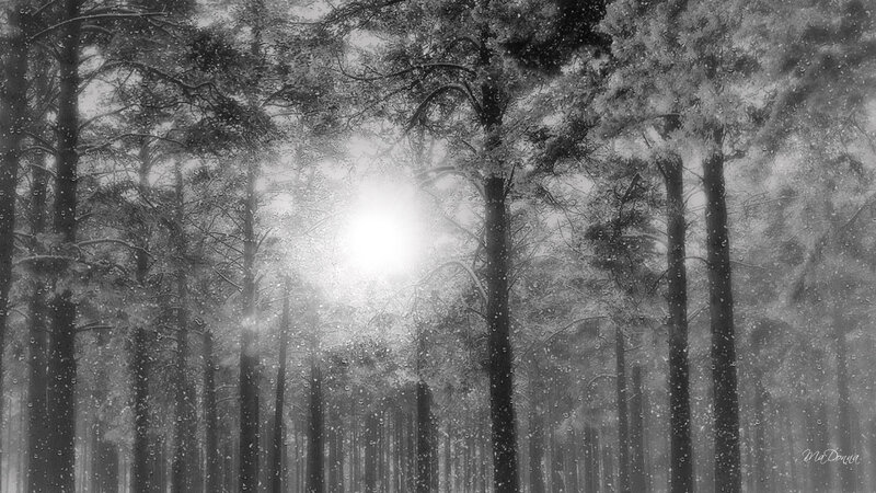Sunlight Through Forest — Black, Serene