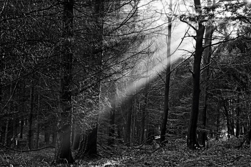 Sunlight Through Forest — Black