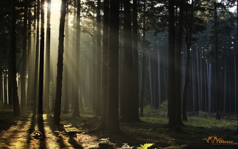 Sunlight Through Forest — Blaser Active Outfits