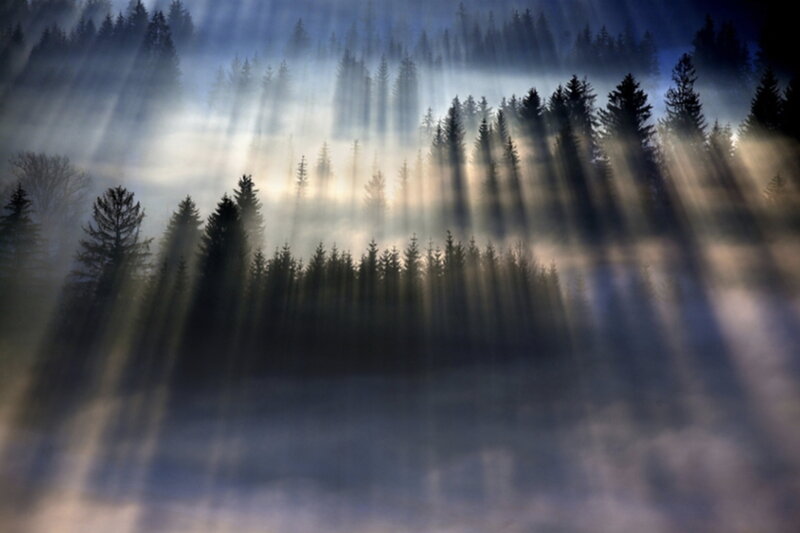 Sunlight Through Forest — Blue, Dramatic, Morning, Photograph