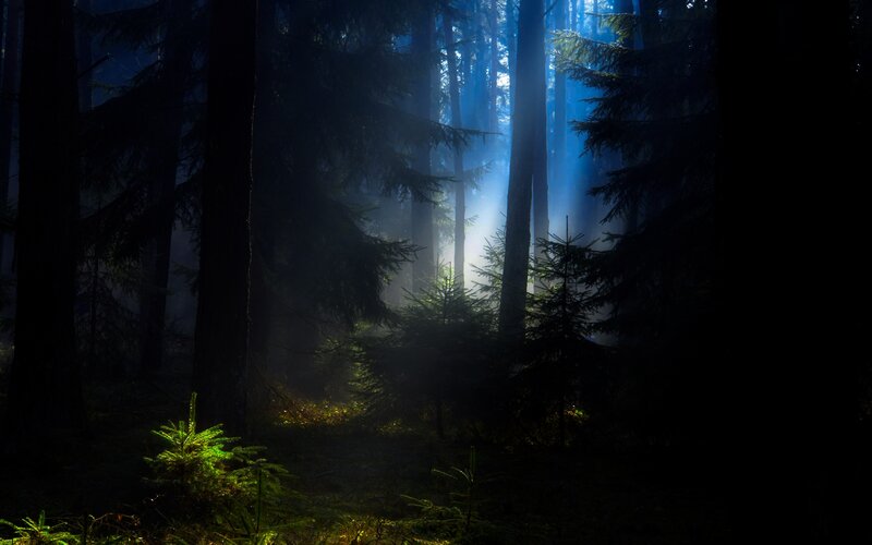 Sunlight Through Forest — Blue, Dramatic, Morning, Photograph, Trees, Fog