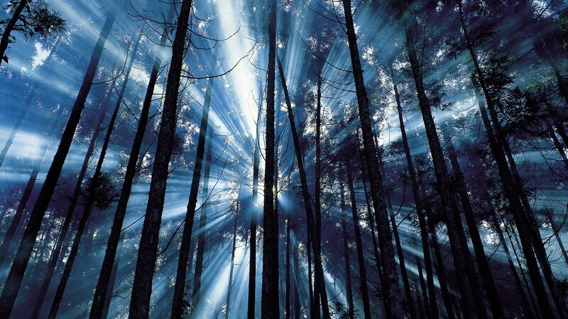 Sunlight Through Forest — Blue, Dramatic, Morning, Photograph, Trees, Sunbeams, Mist