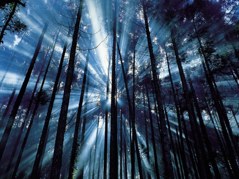 Sunlight Through Forest — Blue, Dramatic, Morning, Photograph, Trees, Sunbeams, Sky, Black