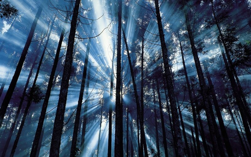Sunlight Through Forest — Blue, Dramatic, Morning, Photograph, Trees, Sunbeams
