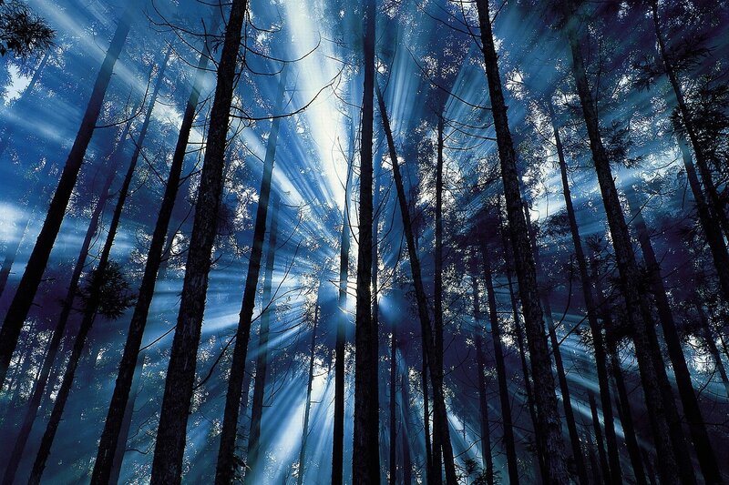 Sunlight Through Forest — Blue, Dramatic, Morning, Photograph, Trees
