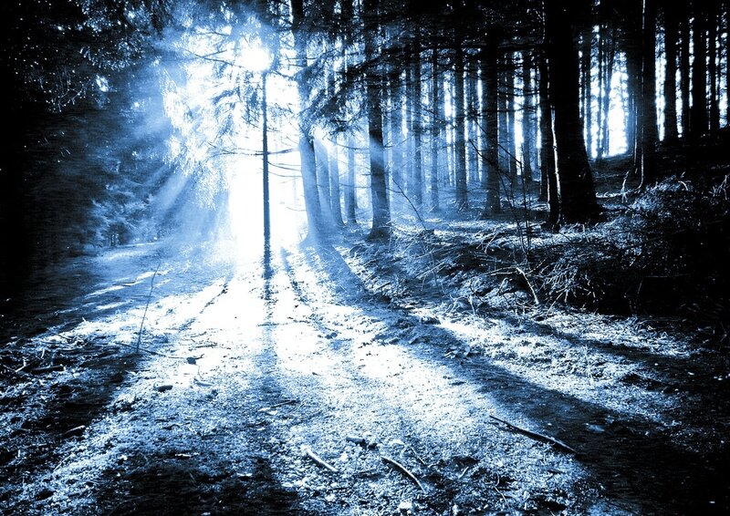 Sunlight Through Forest — Blue, Dramatic, Morning