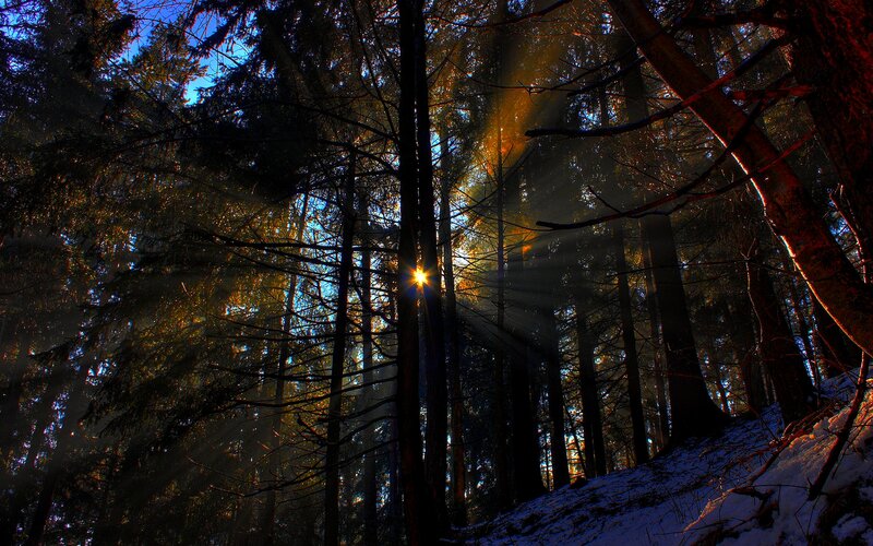 Sunlight Through Forest — Blue, Dramatic, Winter