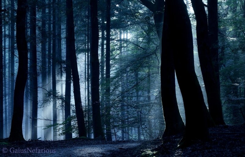 Sunlight Through Forest — Blue, Mysterious, Morning