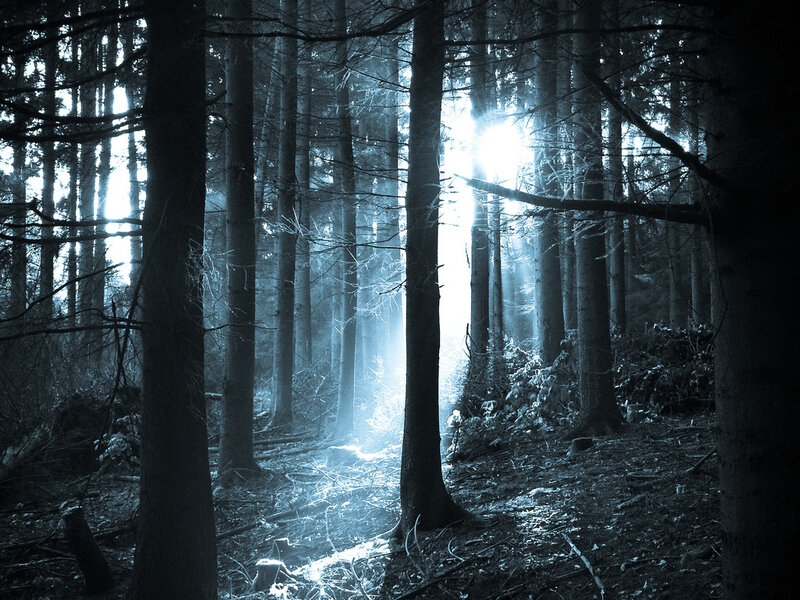 Sunlight Through Forest — Blue, Mysterious