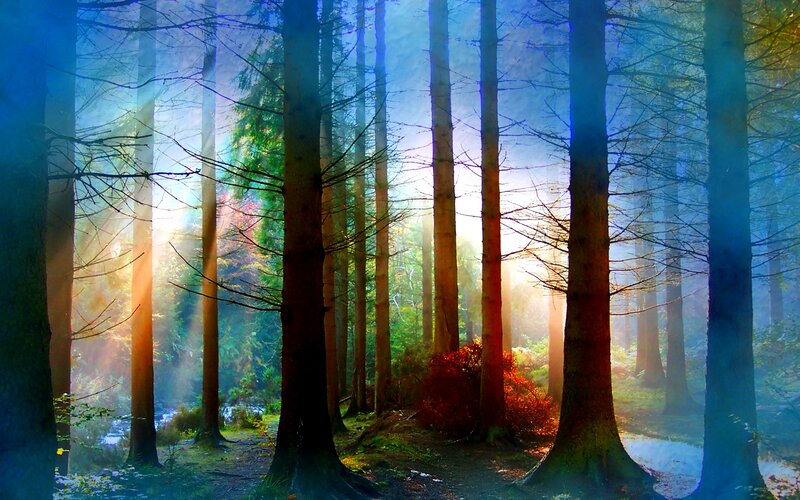 Sunlight Through Forest — Blue, Serene, Morning, Photograph