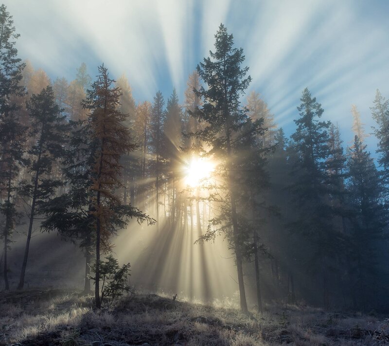 Sunlight Through Forest — Blue, Serene, Morning, Photograph, Trees, Fog, Sun