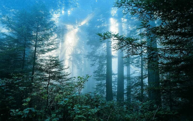 Sunlight Through Forest — Blue, Serene, Morning, Photograph, Trees, Fog, Sunbeams
