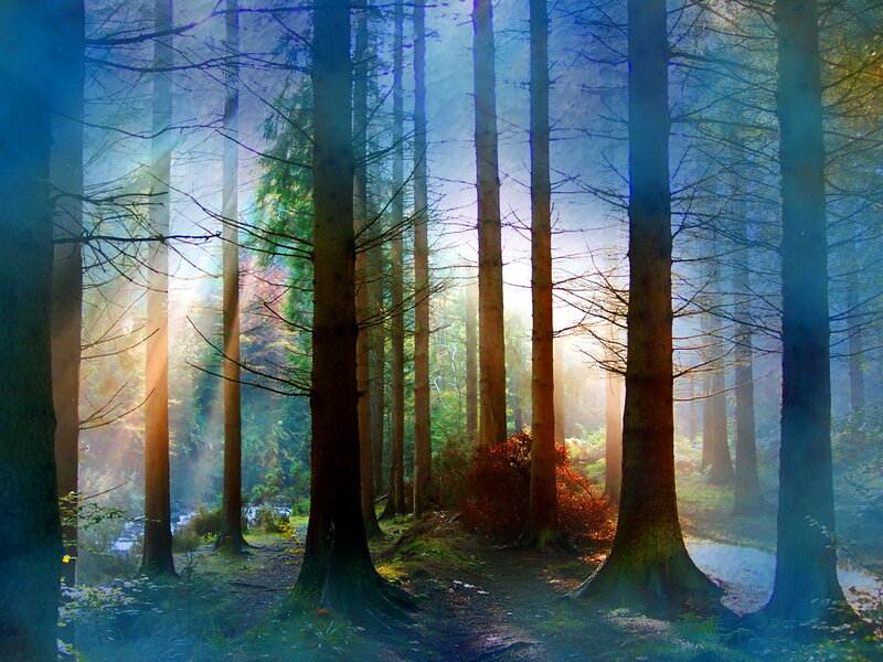 Sunlight Through Forest — Blue, Serene, Morning, Photograph, Trees, Path