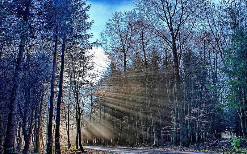 Sunlight Through Forest — Blue, Serene, Morning, Photograph, Trees, Road, Sunbeams, Brown