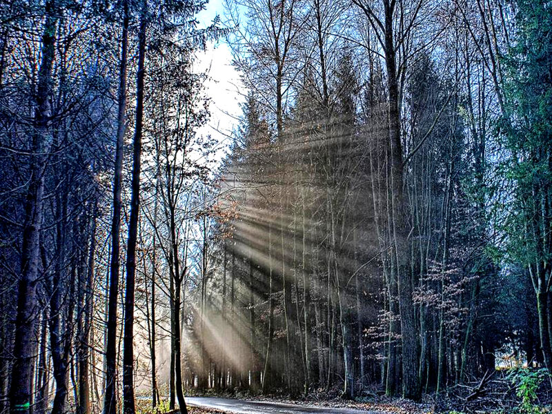 Sunlight Through Forest — Blue, Serene, Morning, Photograph, Trees, Road, Sunbeams