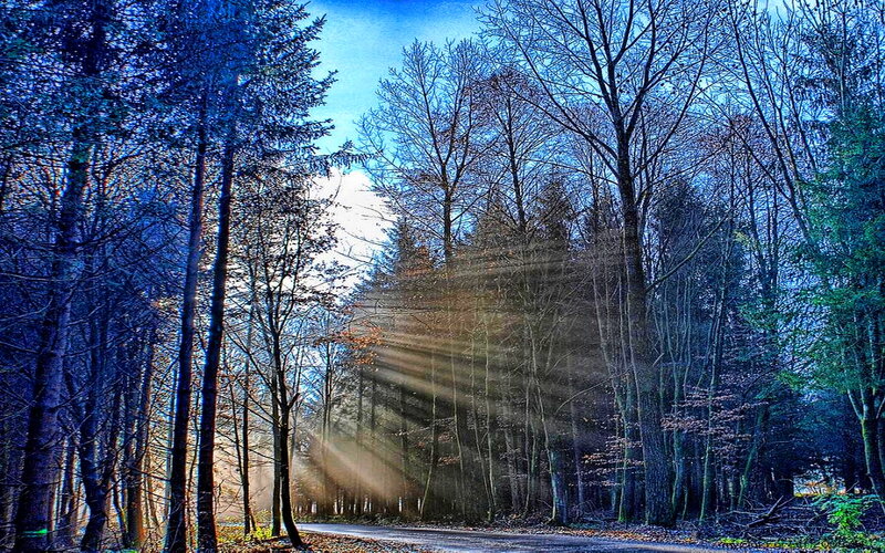 Sunlight Through Forest — Blue, Serene, Morning, Photograph, Trees, Road