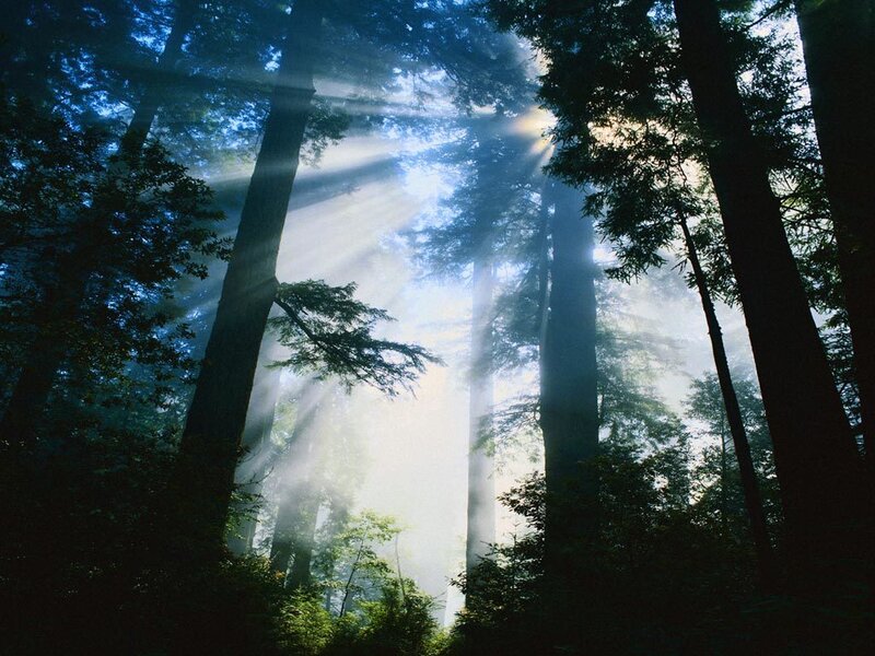Sunlight Through Forest — Blue, Serene, Morning, Photograph, Trees, Sunbeams, Fog, Green