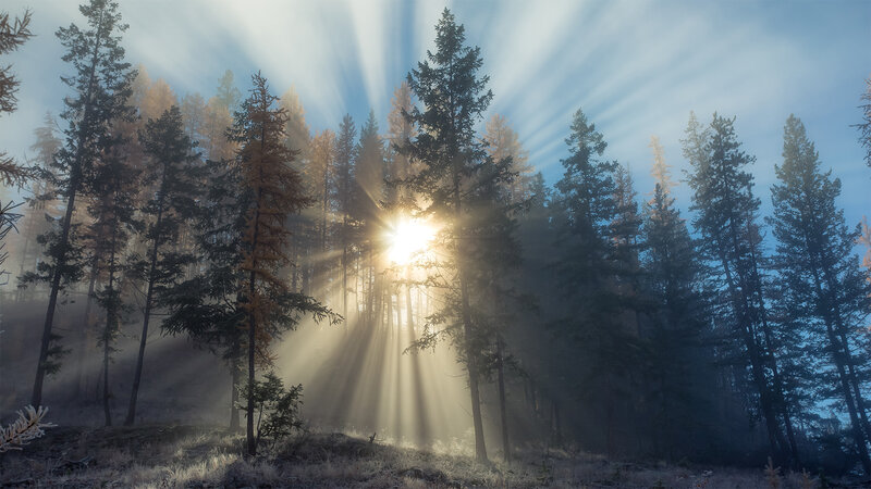 Sunlight Through Forest — Blue, Serene, Morning, Photograph, Trees, Sunbeams, Fog