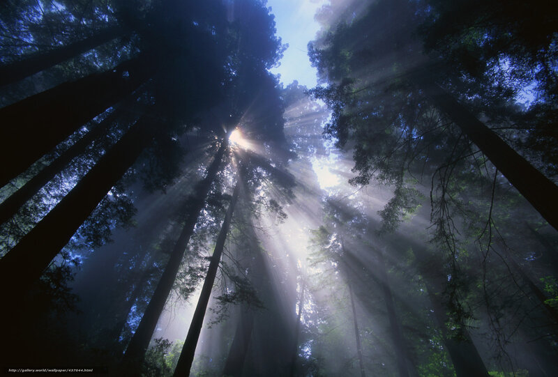 Sunlight Through Forest — Blue, Serene, Morning, Photograph, Trees, Sunbeams