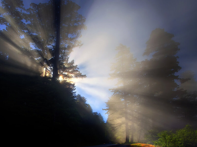 Sunlight Through Forest — Blue, Serene, Morning, Photograph, Trees