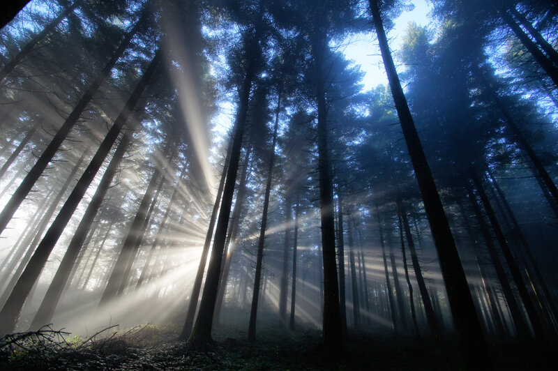 Sunlight Through Forest — Blue, Serene, Morning