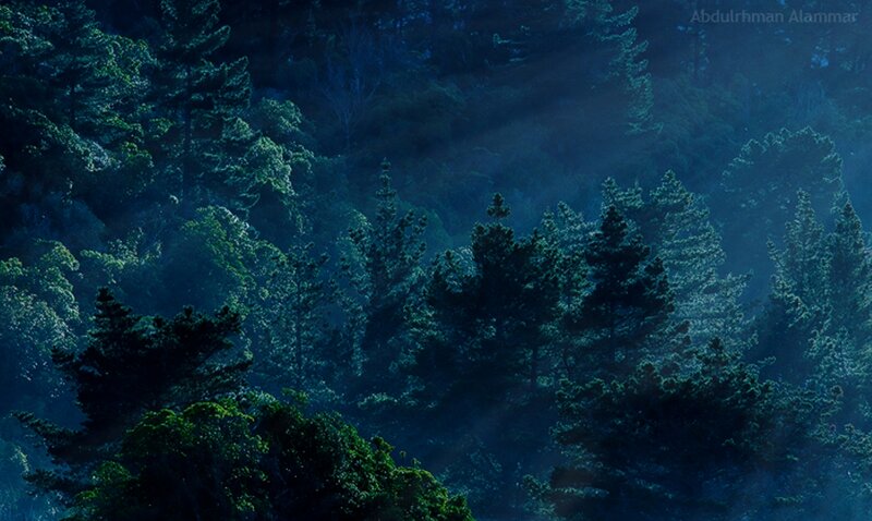 Sunlight Through Forest — Blue, Serene, Night