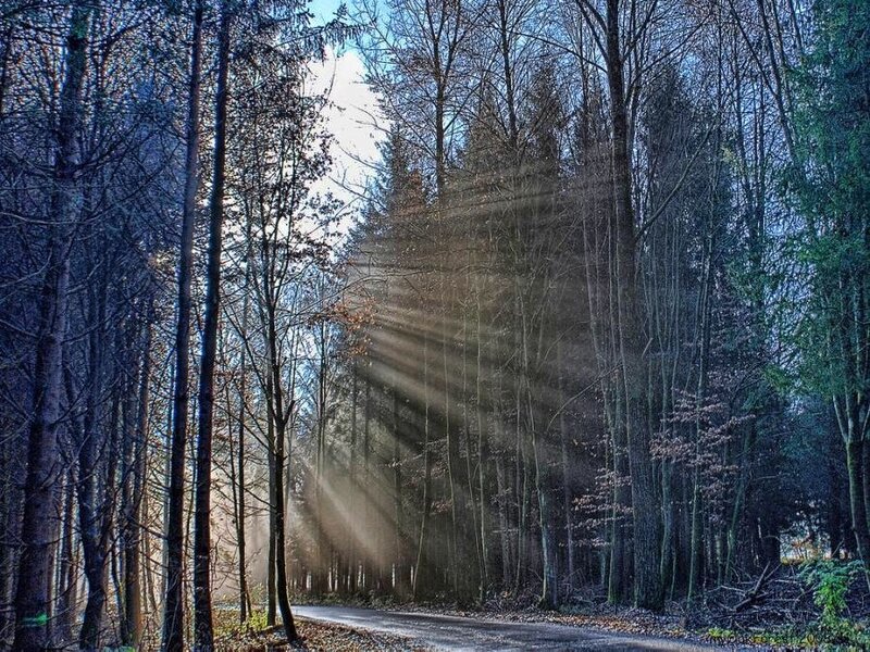 Sunlight Through Forest — Blue, Serene