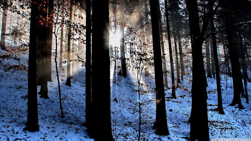 Sunlight Through Forest — Blue, Serene, Winter, Photograph