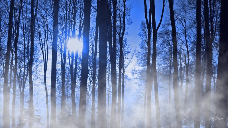 Sunlight Through Forest — Blue, Serene, Winter