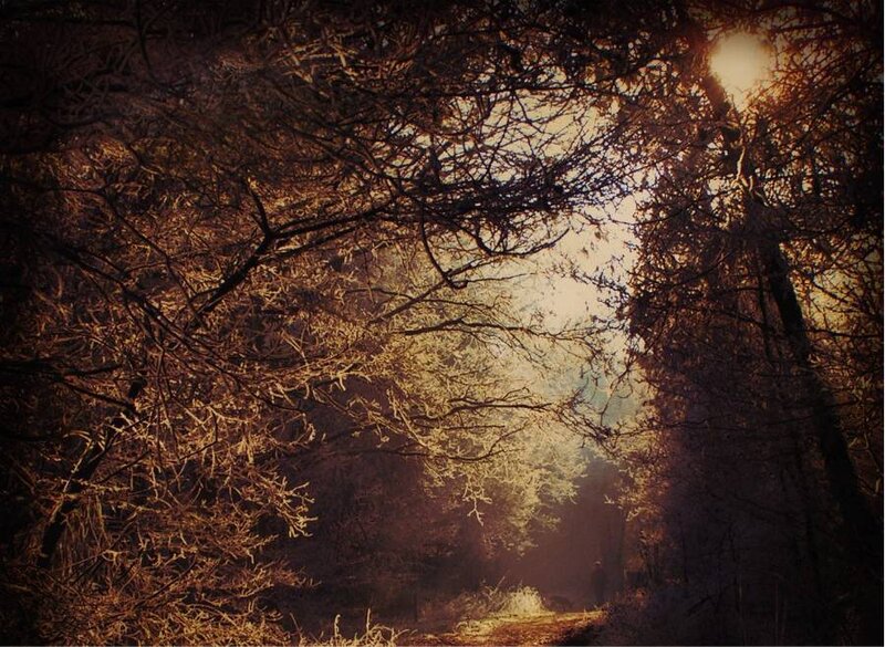 Sunlight through forest branches