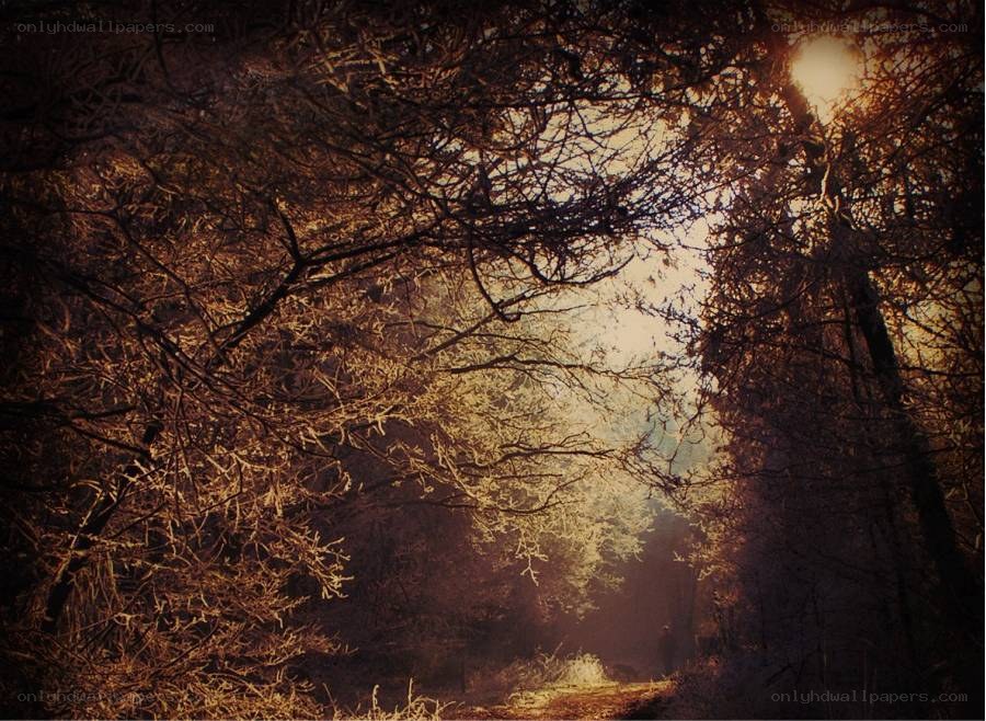 Sunlight through forest branches