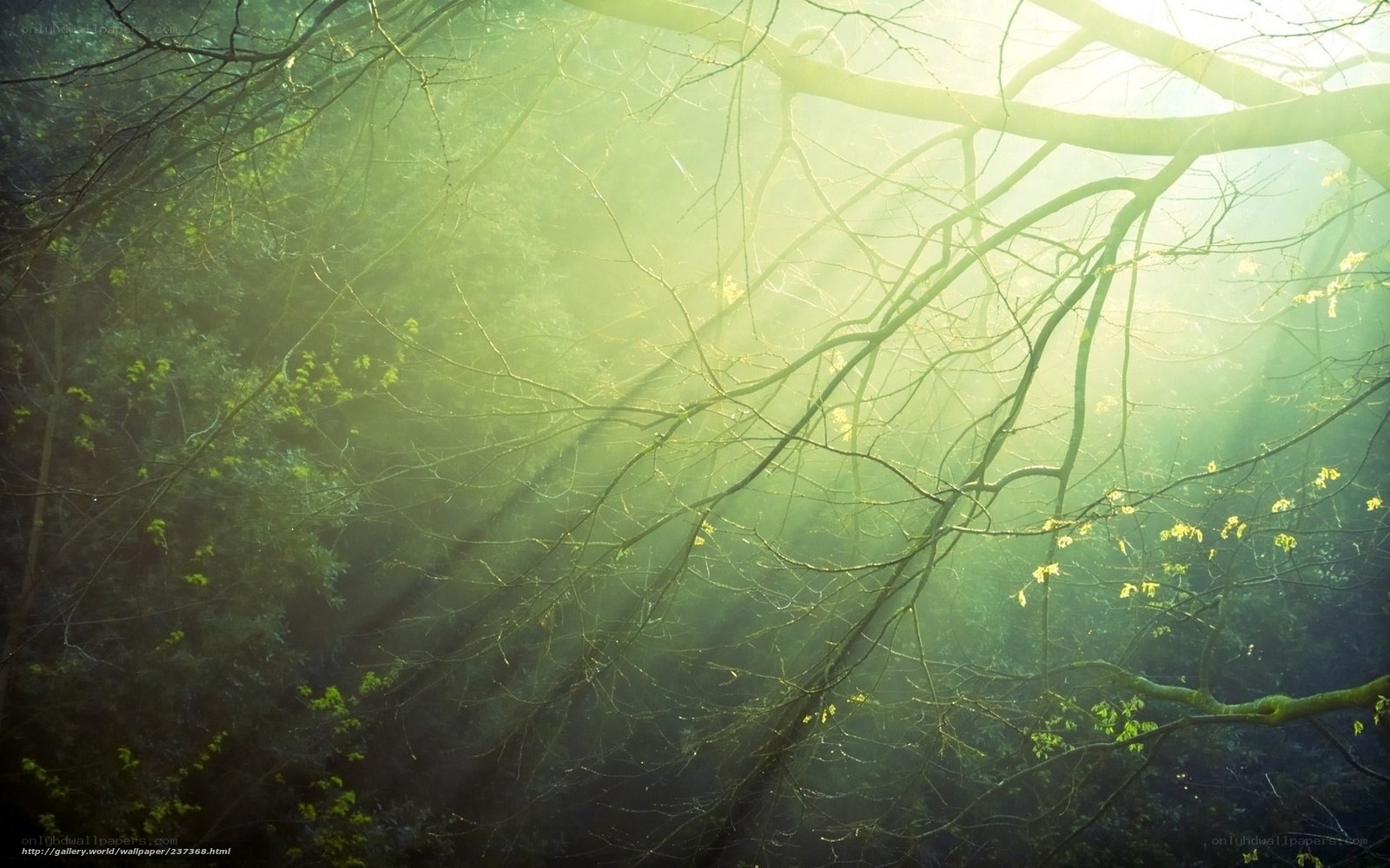 Sunlight through forest branches