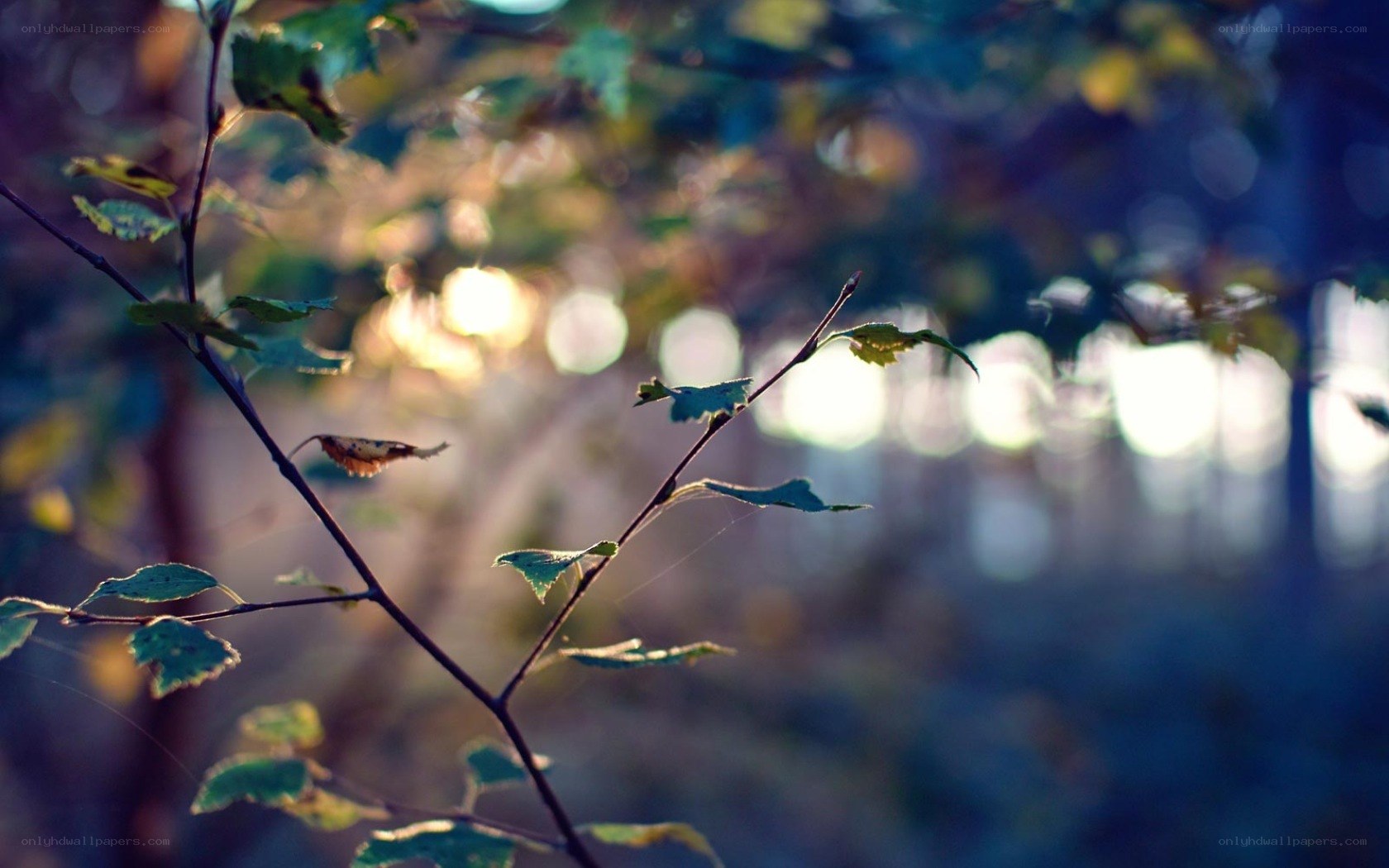 Sunlight through forest branches
