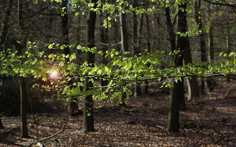 Sunlight through forest branches